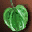Fruit of The Mother Tree ×1