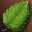 Leaf of Oracle