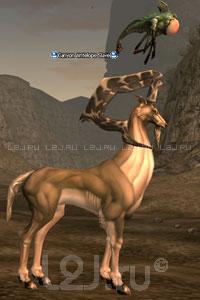 Canyon Antelope Slave