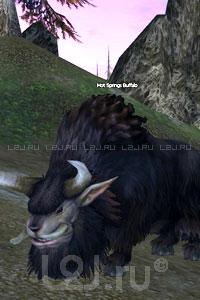 Hot Springs Buffalo